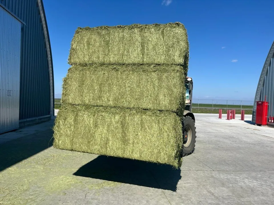 Animal feed