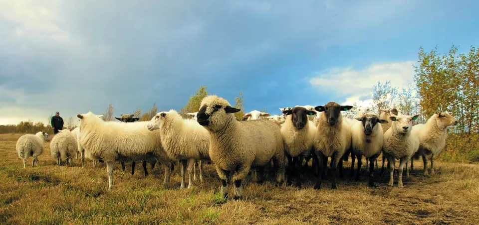 Flock of sheep