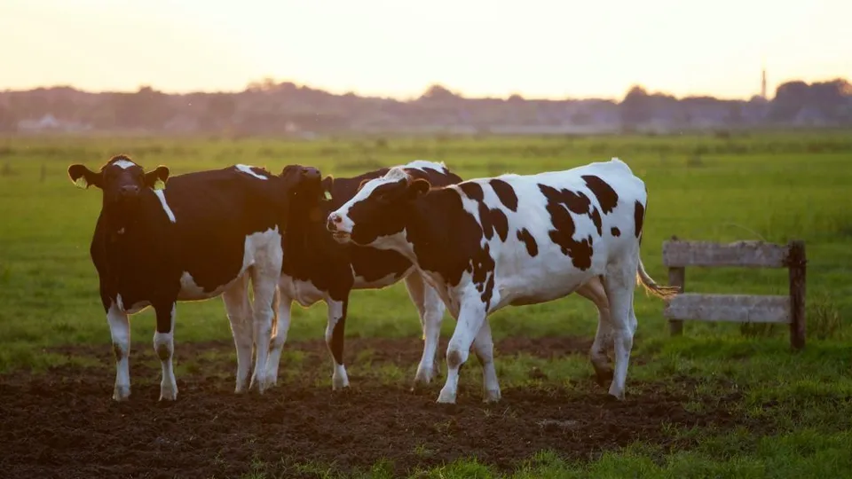 Three black-and-white cows